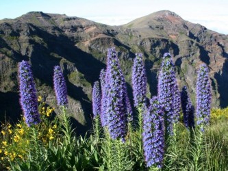 Madeira Botanical & Wildflowers Nature Tour