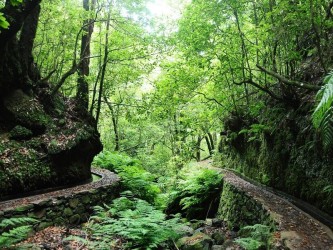 PR14 Cedros Levada Walk in Madeira Island
