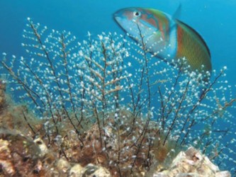 Reef Fish Watching in Madeira